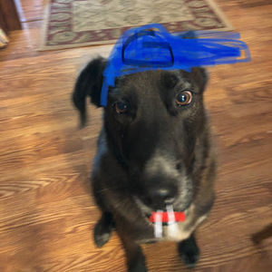 Meet your Posher, Jackie